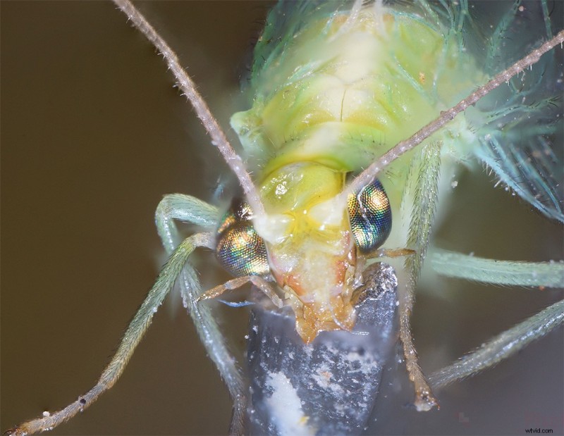 Nanoha 5X Super Macro Lens Review: Master Extreme Close-Up Photography