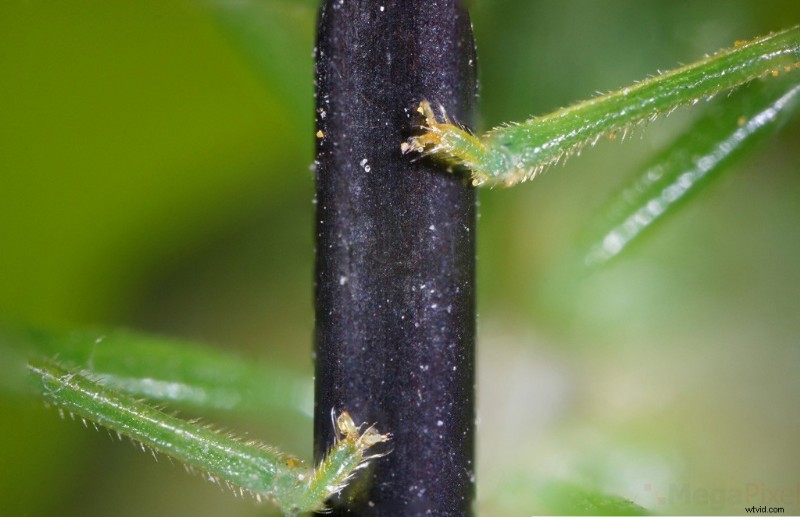 Nanoha 5X Super Macro Lens Review: Master Extreme Close-Up Photography