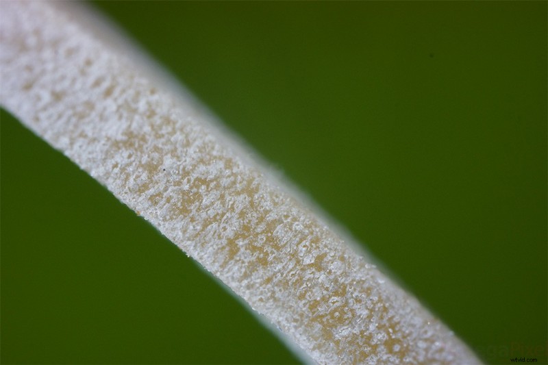 Nanoha 5X Super Macro Lens Review: Master Extreme Close-Up Photography