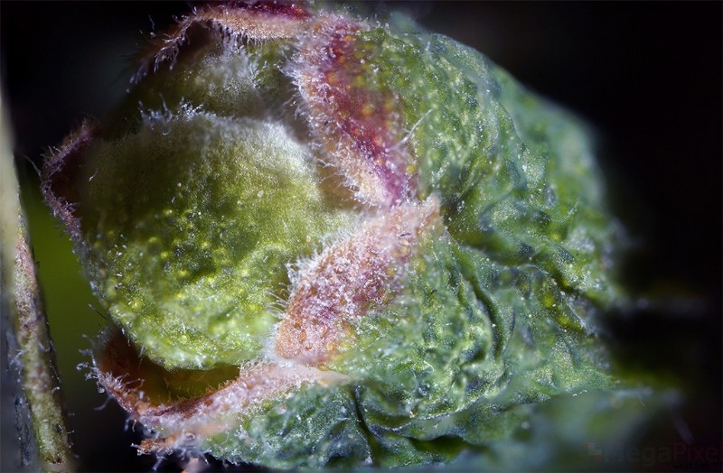 Nanoha 5X Super Macro Lens Review: Master Extreme Close-Up Photography