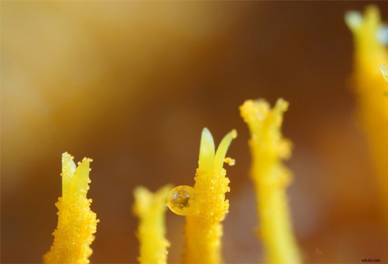 Nanoha 5X Super Macro Lens Review: Master Extreme Close-Up Photography