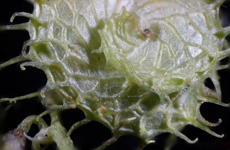 Nanoha 5X Super Macro Lens Review: Master Extreme Close-Up Photography