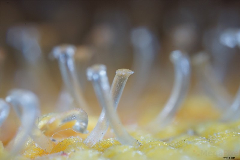 Nanoha 5X Super Macro Lens Review: Master Extreme Close-Up Photography