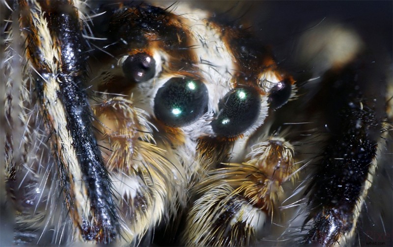 Nanoha 5X Super Macro Lens Review: Master Extreme Close-Up Photography