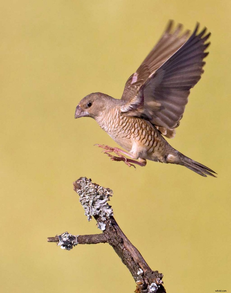 Engage Millennials & Gen Z: Master Long-Form Video Strategies for Success