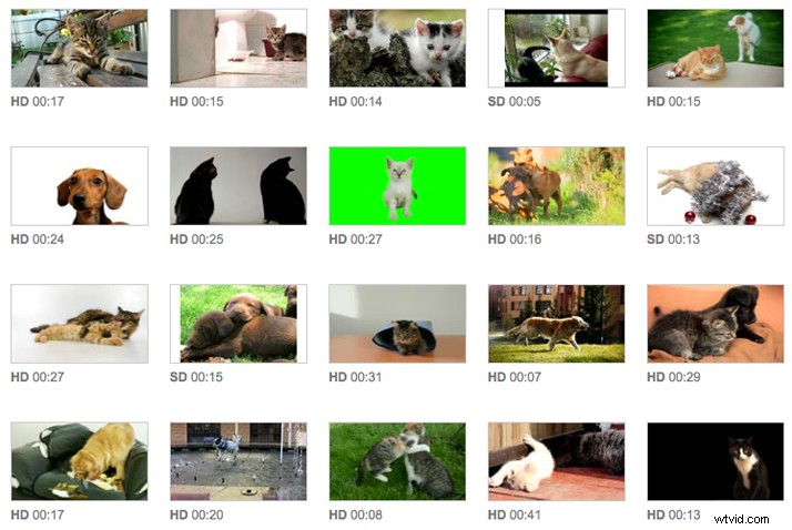 Pro Tips: Turn Your Pet into a Viral Video Star