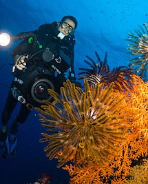 Shutterstars Spotlight: Undersea – Australia s Marine Footage Powerhouse