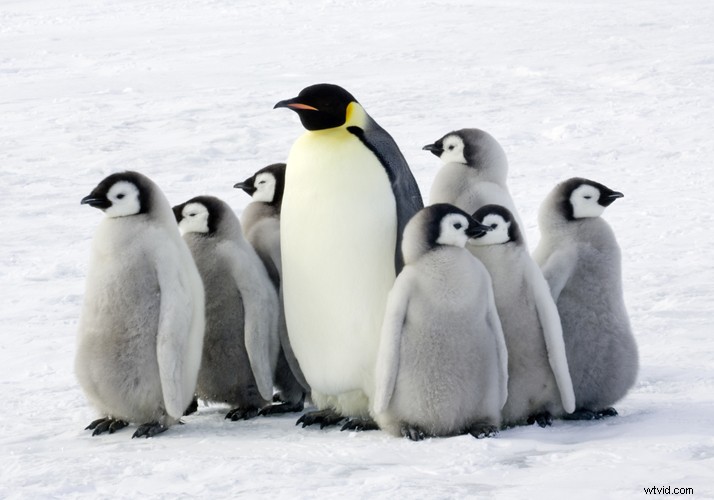 Celebrate World Penguin Day: Adorable Penguin Footage from Shutterstock