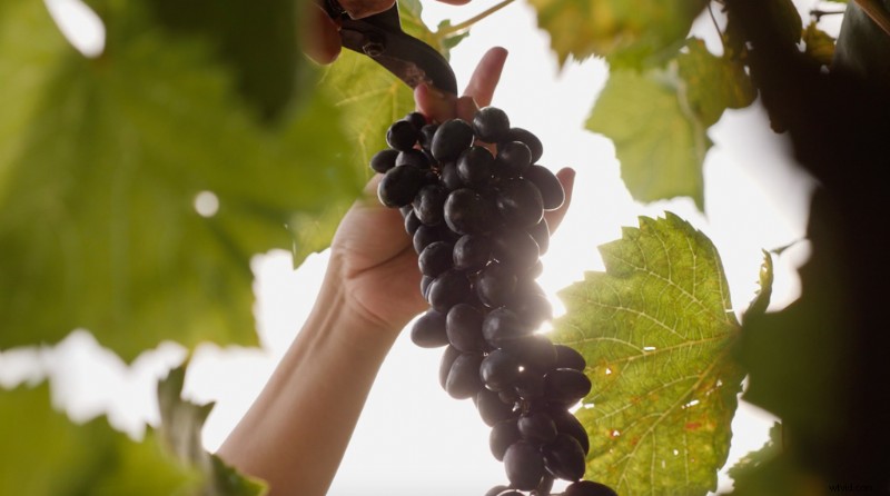 Why Shoot Stock Footage Now: Boost Your Shutterstock Portfolio and Earnings Today