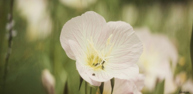 DIY Lens Modding on a Budget: Unlock Cinematic Looks with Affordable Gear