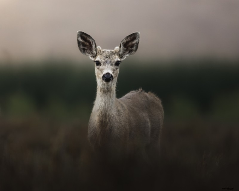 Shutterstock Artist Series: Wildlife Photography Tips from Daniel Nevares