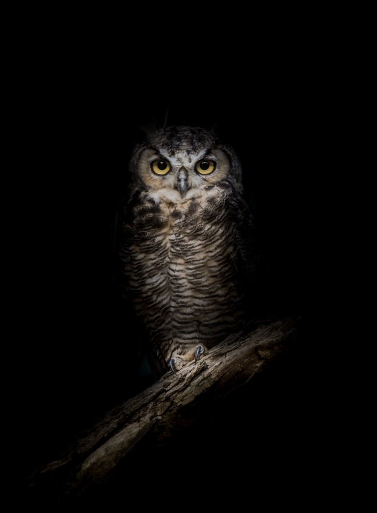 Shutterstock Artist Series: Wildlife Photography Tips from Daniel Nevares