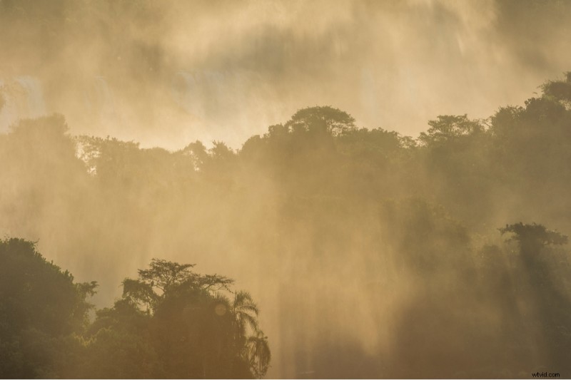 Protecting Brazil s Wilds: Vitor Marigo s Conservation Photography | Shutterstock Artist Series