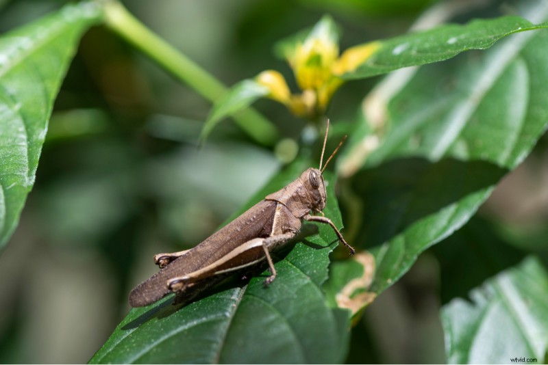 Protecting Brazil s Wilds: Vitor Marigo s Conservation Photography | Shutterstock Artist Series