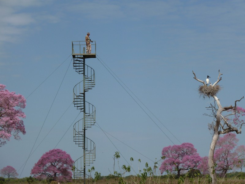 Protecting Brazil s Wilds: Vitor Marigo s Conservation Photography | Shutterstock Artist Series