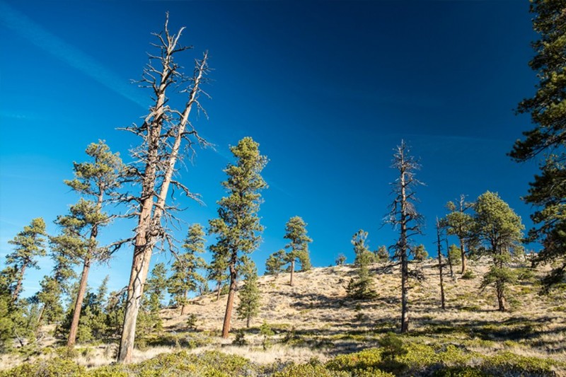 Circular Polarizers Explained: Reduce Glare and Reflections for Stunning Footage