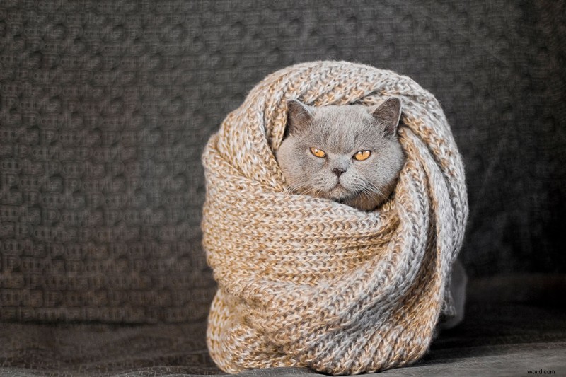 7 Free Professional Cat Sound Effects for Your Video Projects