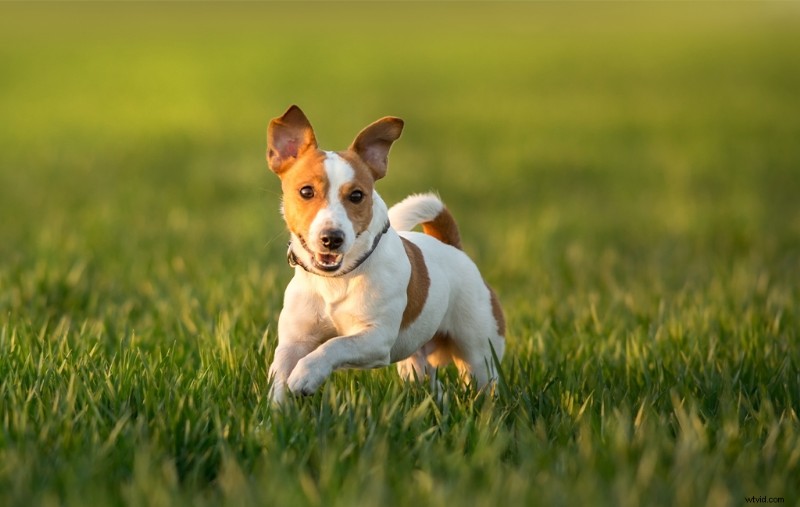 Autofocus in Filmmaking: Pros, Cons, and When to Choose It Over Manual Focus