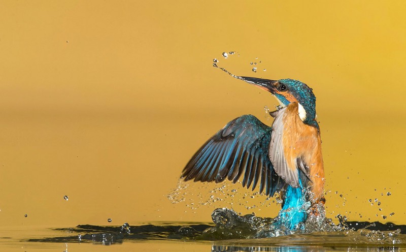 Beyond Memes: Master Creating and Using Animated GIFs in Design