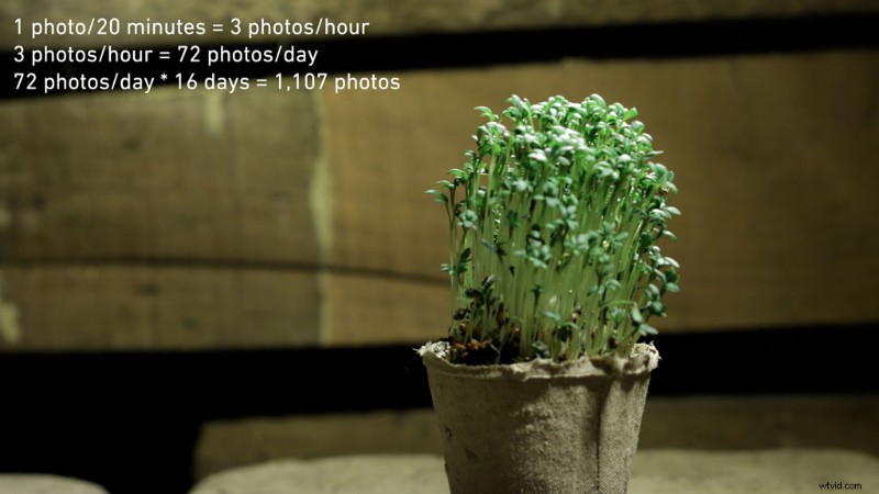Master Plant Time-Lapse Photography: Step-by-Step Video Tutorial