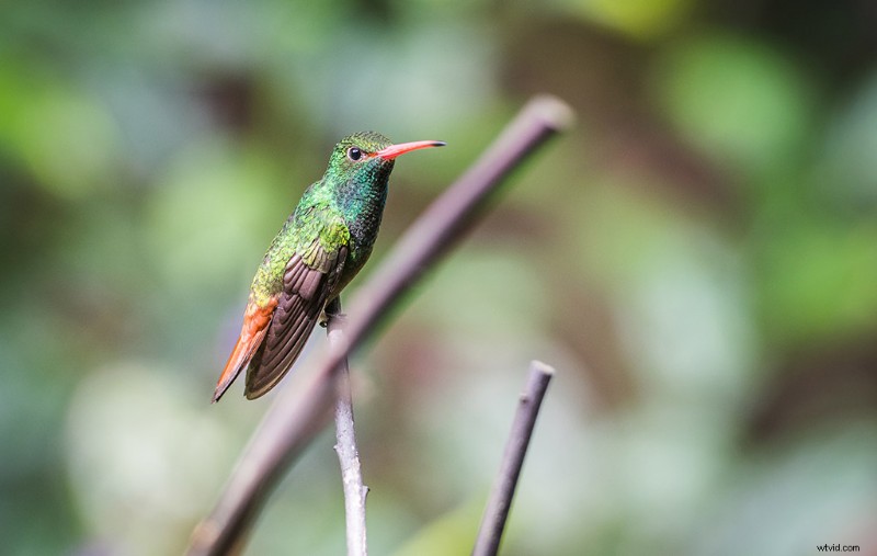 Mastering Telephoto Lenses: When to Film People with Long Focal Lengths