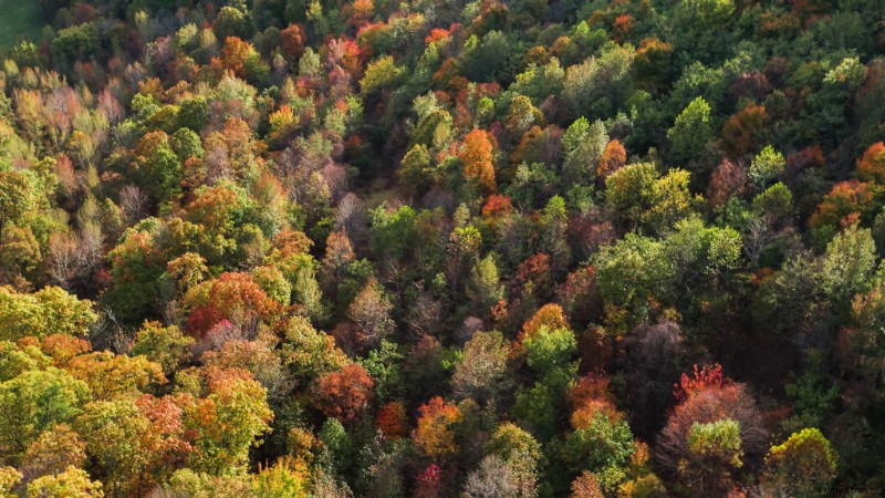 9 Expert Tips for Stunning Drone Shots of Fall Foliage Landscapes