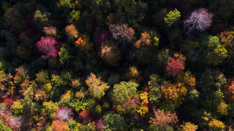 9 Expert Tips for Stunning Drone Shots of Fall Foliage Landscapes