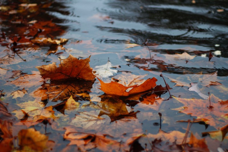 Master Rain Photography: Expert Tips for Stunning Shots