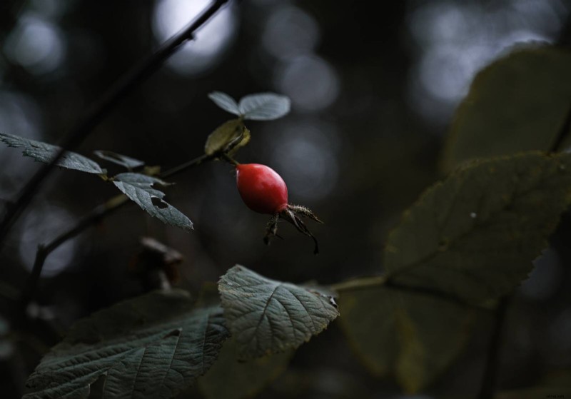 Selective Focus in Photography: Definition, Techniques, and Creative Impact