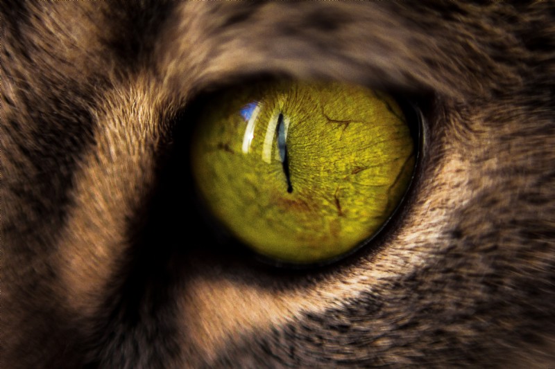 Depth of Field in Photography: Complete Guide to Shallow & Deep DoF