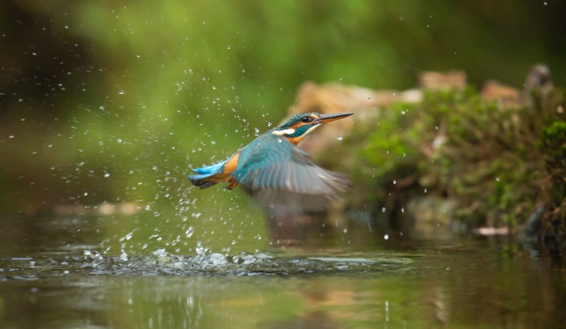 Expert Wildlife Photography Tips: Capture Stunning Shots in the Wild