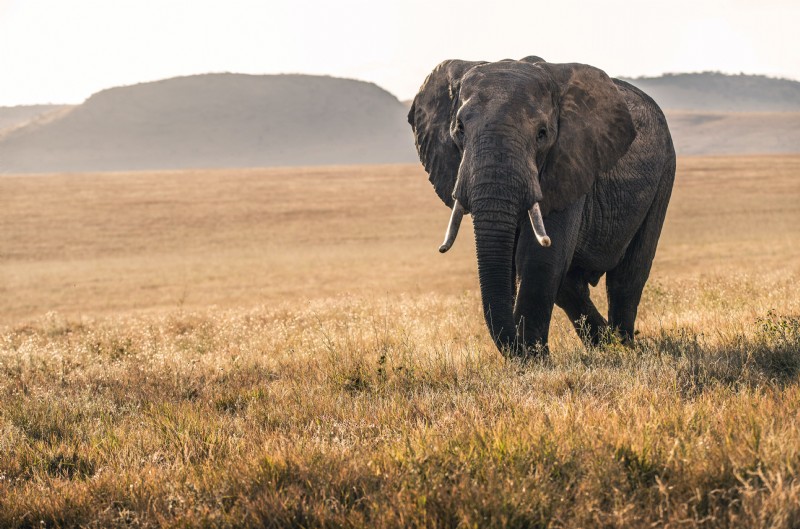 Expert Wildlife Photography Tips: Capture Stunning Shots in the Wild