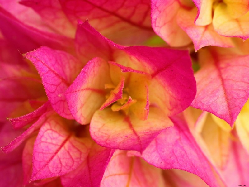 Macro Photography Explained: Capturing Stunning Close-Up Details