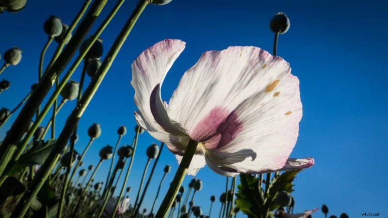 5 Expert Summer Photography Tips for Bolder, Brighter Images