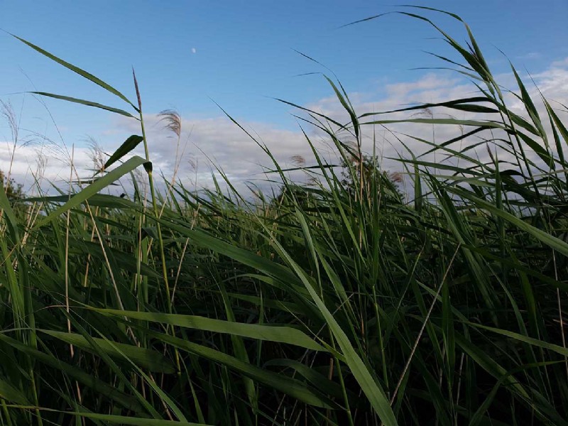 Master Pro Camera Mode on Samsung Galaxy S10: Expert Step-by-Step Guide