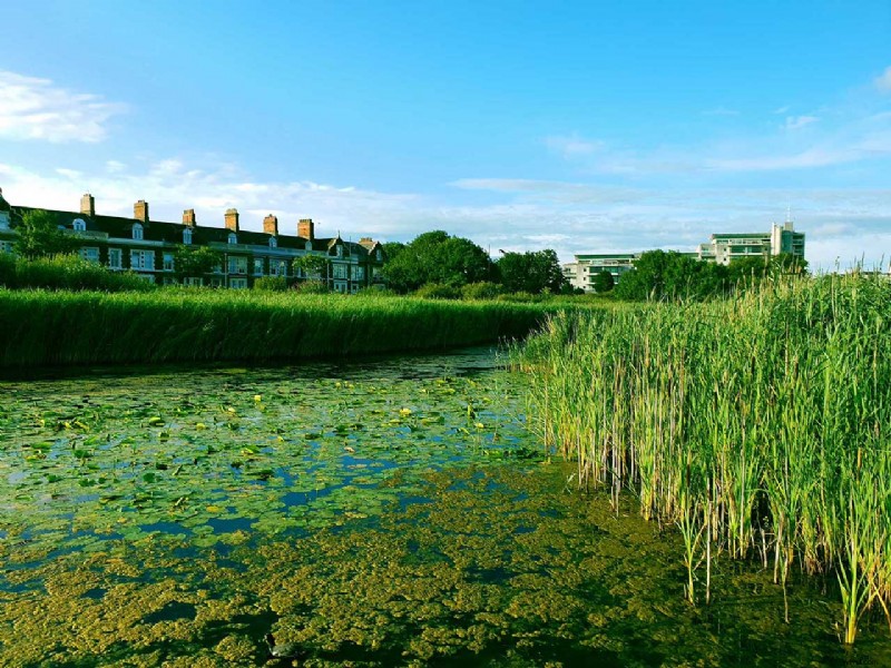 Master Pro Camera Mode on Samsung Galaxy S10: Expert Step-by-Step Guide