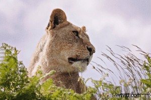 Expert Guide: Choosing the Best Wildlife Photography Kit for Safaris