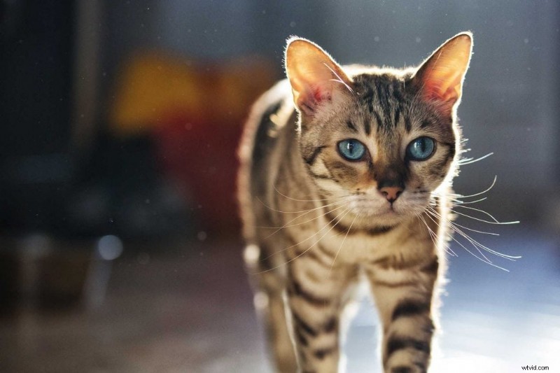 Master Backlighting in Wildlife Photography: Pro Tips for Shooting Animals Against the Light