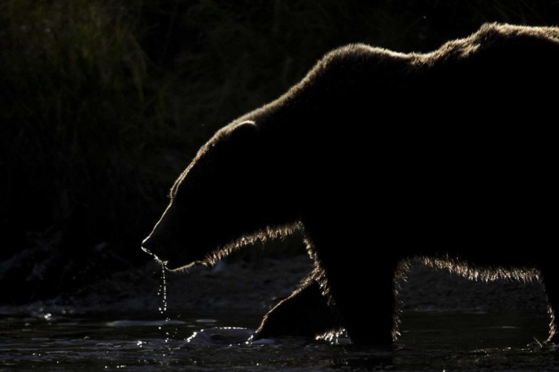 Master Backlighting in Wildlife Photography: Pro Tips for Shooting Animals Against the Light