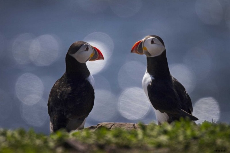 Master Backlighting in Wildlife Photography: Pro Tips for Shooting Animals Against the Light