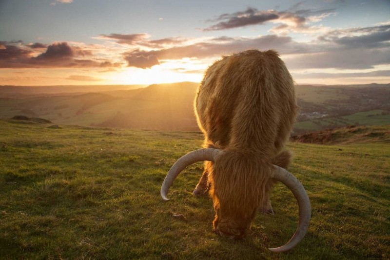 Master Backlighting in Wildlife Photography: Pro Tips for Shooting Animals Against the Light