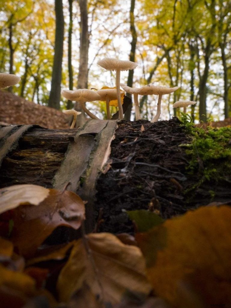 Master Low-Angle Shots Effortlessly with Your Camera s Tilting Screen