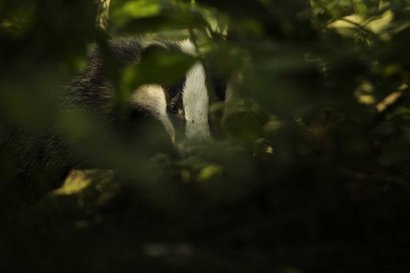 Expert Guide: How to Locate and Photograph Elusive Badgers
