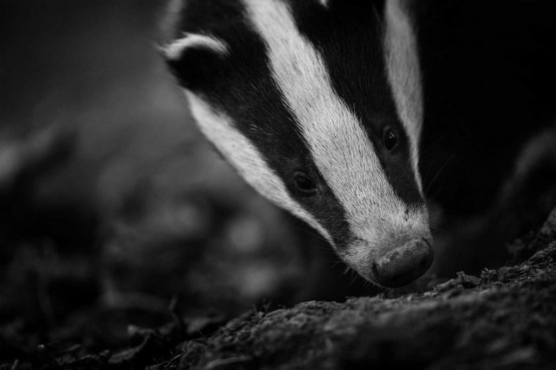 Expert Guide: How to Locate and Photograph Elusive Badgers