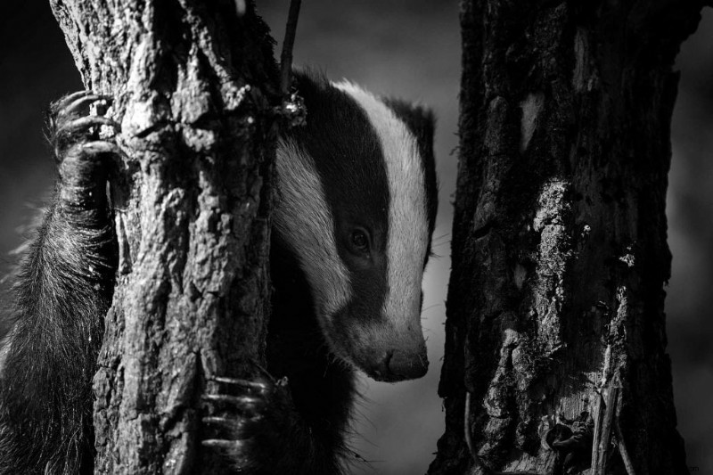 Expert Camera Settings for Capturing Stunning Badger Photos