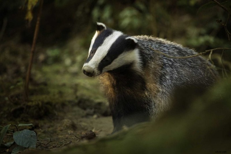 Expert Camera Settings for Capturing Stunning Badger Photos