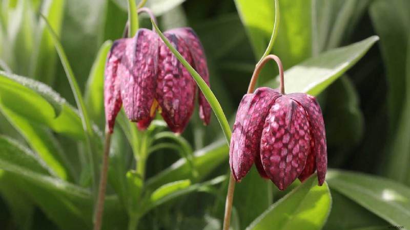 Ultimate Guide: How to Use Manfrotto Digital Director with iPad for Canon & Nikon Cameras