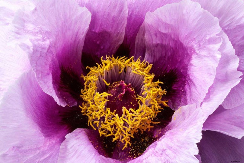 Spring Flower Photography: 4 Proven Techniques for Instant Impact