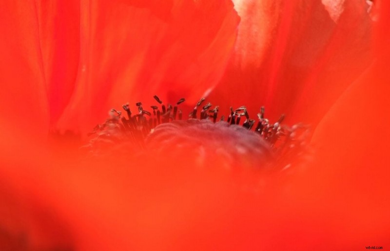 Spring Flower Photography: 4 Proven Techniques for Instant Impact