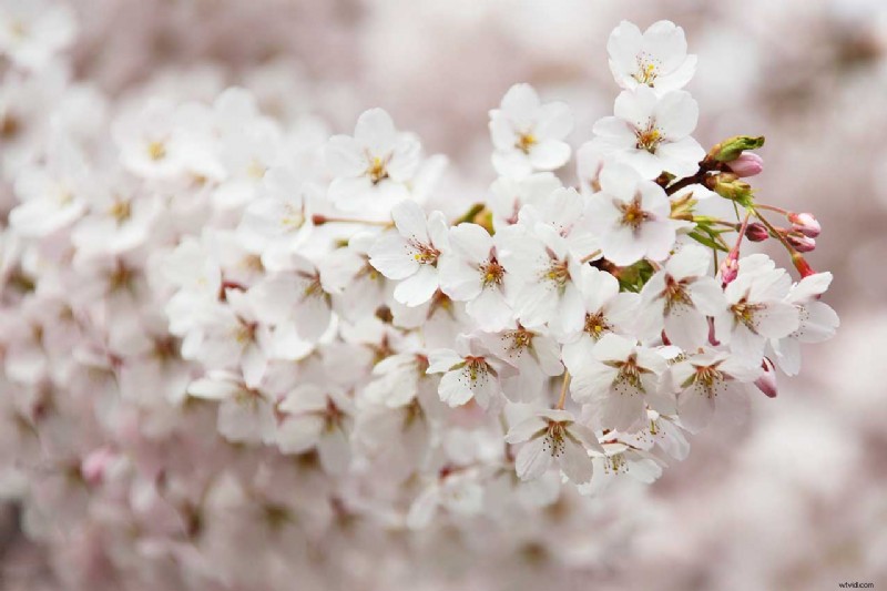 Spring Flower Photography: 4 Proven Techniques for Instant Impact
